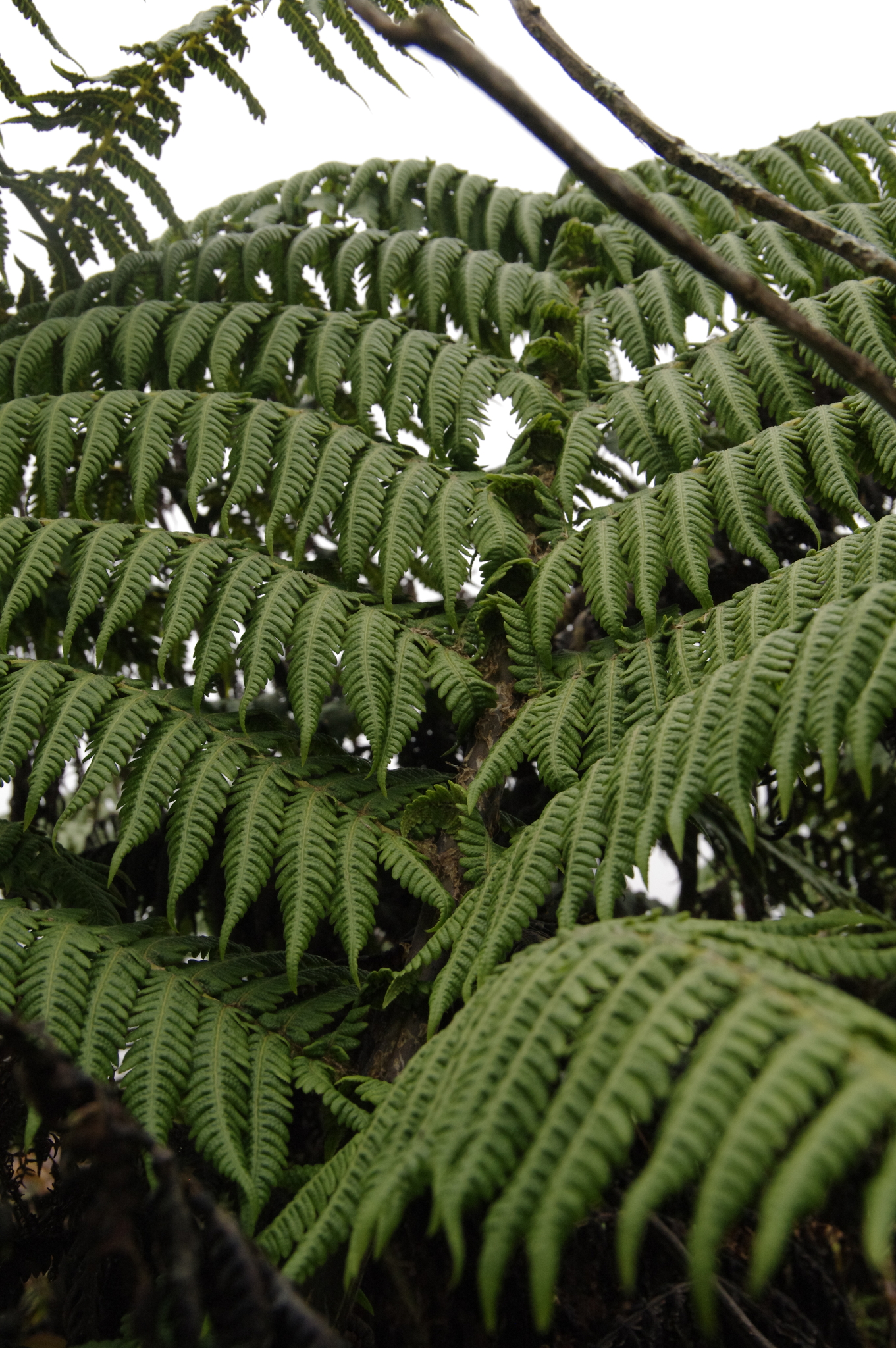 Cyathea weatherbyana
