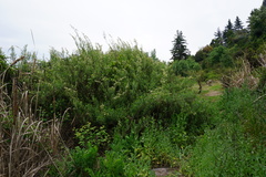 Baccharis salicifolia
