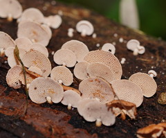 Panellus luxfilamentus
