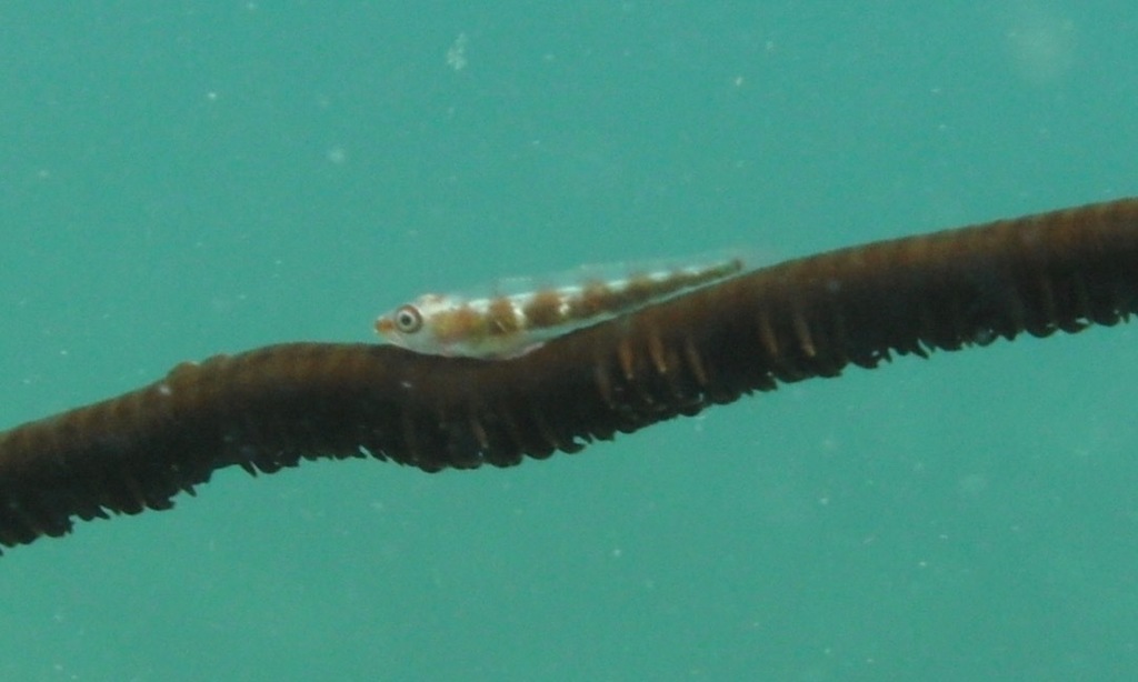 Sea-whip Goby