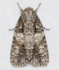 Acronicta increta