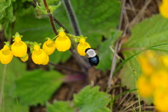 Centris cineraria