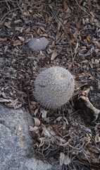 Mammillaria haageana haageana