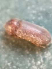 Stegobium