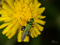 Oedemera nobilis