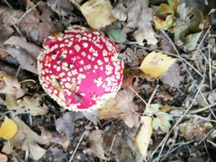 Amanita muscaria
