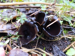 Urnula
