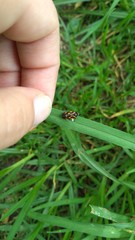 Isozulia christenseni