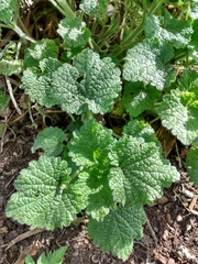 Marrubieae