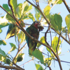 Amazona leucocephala