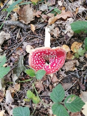 Amanita muscaria