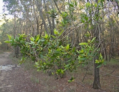 Persoonia stradbrokensis