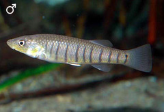 Longnose Killifish photo 2