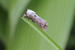 Cossula arpi