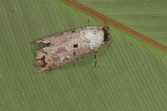 Cossula arpi
