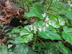 Begonia obliqua