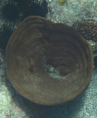 Ircinia campana