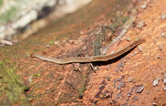 Argonemertes australiensis