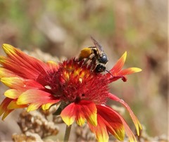 Svastra obliqua expurgata