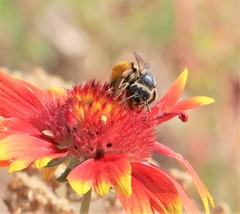 Svastra obliqua expurgata