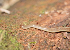Argonemertes australiensis
