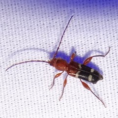 Phymatodes varius