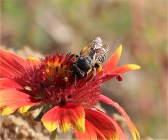 Svastra obliqua expurgata