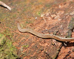 Argonemertes australiensis