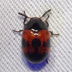 Diaperis nigronotata