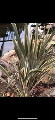 Yucca pallida