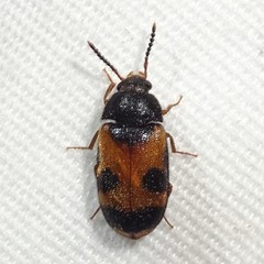 Mycetophagus punctatus