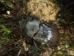 Geodorcus helmsi