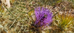 Cynara cardunculus cardunculus