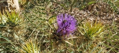 Cynara cardunculus cardunculus