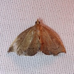 Perispasta caeculalis