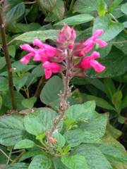 Salvia involucrata