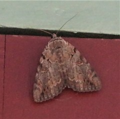 Catocala agrippina