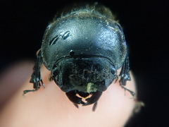 Geodorcus helmsi