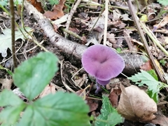 Laccaria amethystina