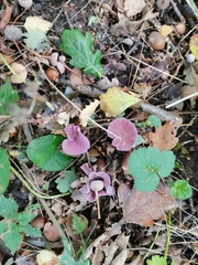 Laccaria amethystina