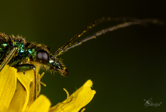 Oedemera nobilis