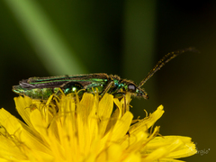 Oedemera nobilis