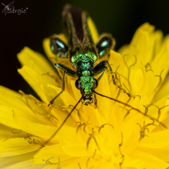 Oedemera nobilis