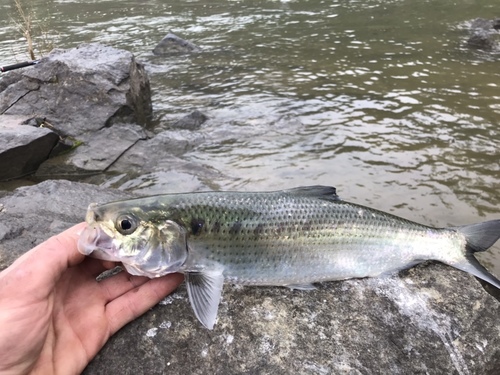 Hickory Shad