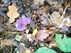 Laccaria amethystina