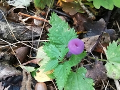 Laccaria amethystina