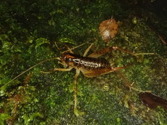 Hemiandrus maculifrons