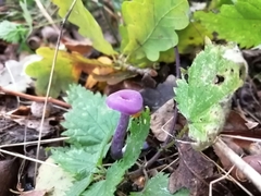 Laccaria amethystina