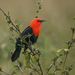 Scarlet-headed Blackbird - Photo (c) Nick Athanas, some rights reserved (CC BY-NC-SA)