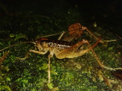Hemiandrus maculifrons